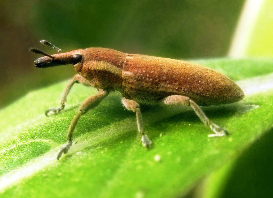 Lixus vilis - gémorr-dudvabarkó