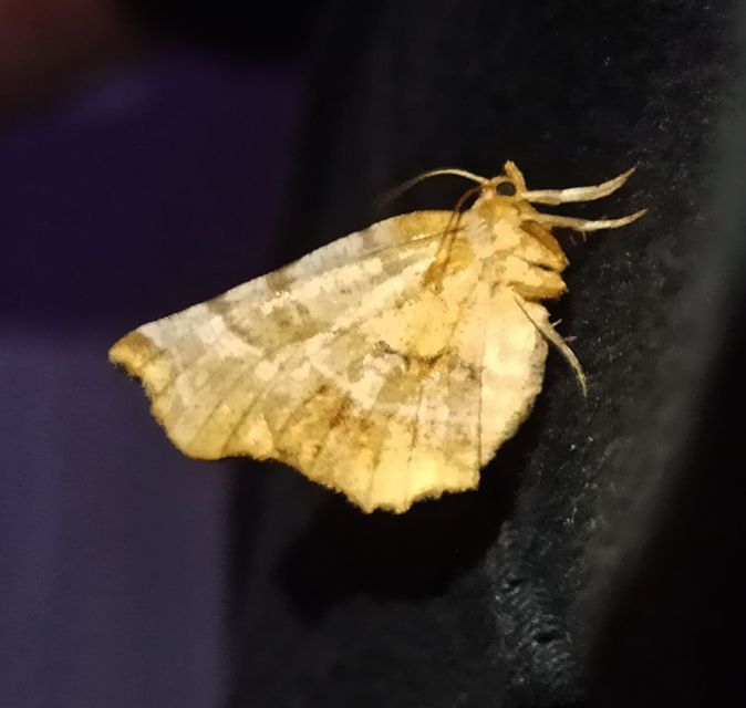 Selenia dentaria - kétfoltos holdasaraszoló