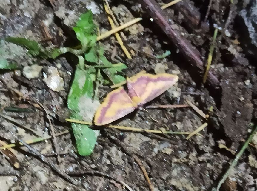 Idaea muricata - mocsári pirosaraszoló