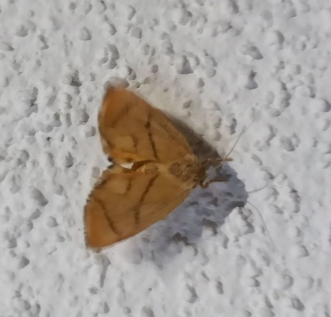Apoda limacodes - kagylólepke