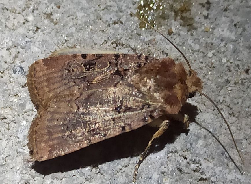 Chersotis rectangula - barna földibagoly