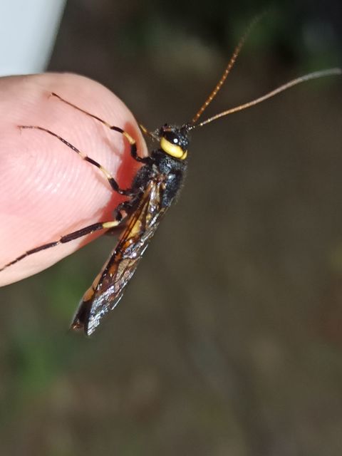 Urocerus augur