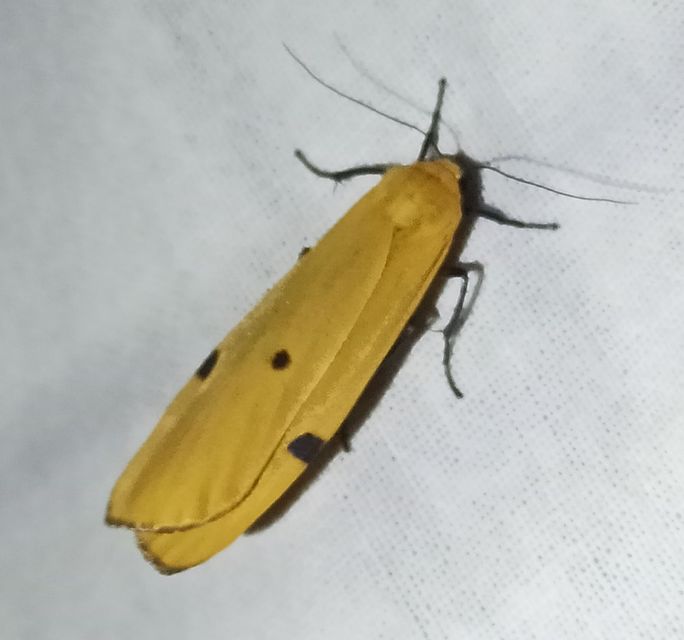 Lithosia quadra - négypettyes zuzmószövő
