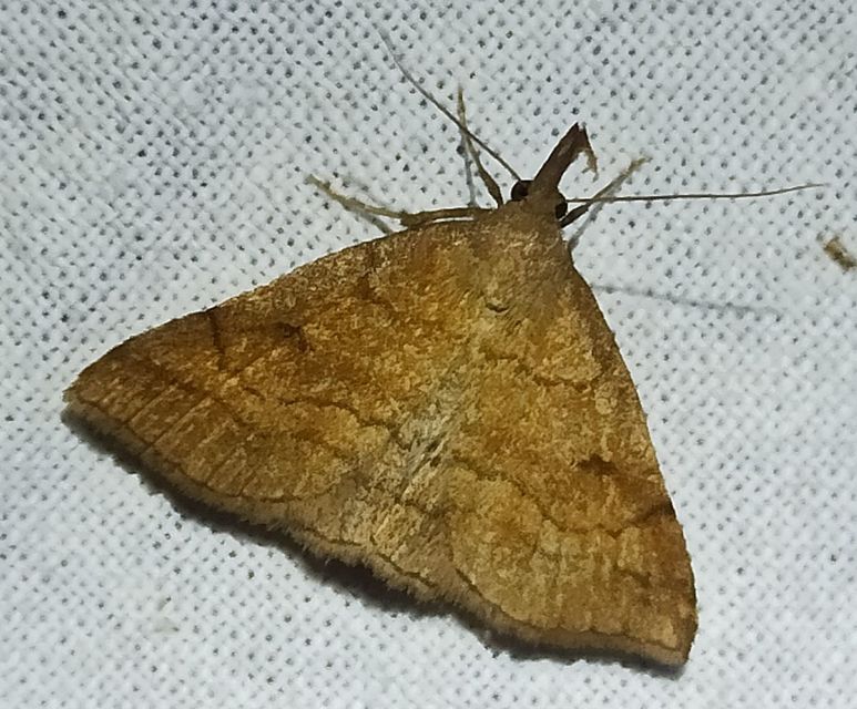 Polypogon gryphalis - láperdei karcsúbagoly