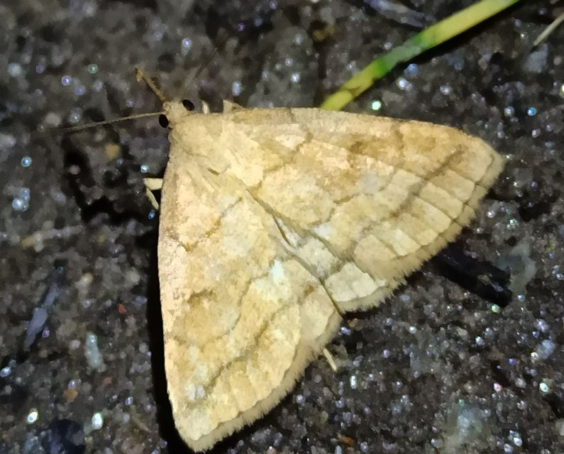 Polypogon gryphalis - láperdei karcsúbagoly