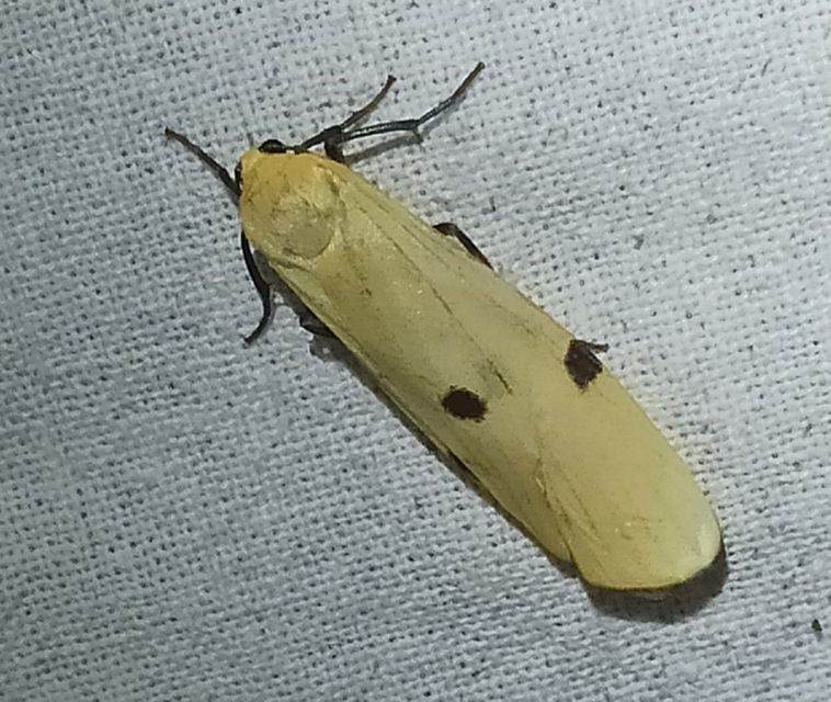 Lithosia quadra - négypettyes zuzmószövő