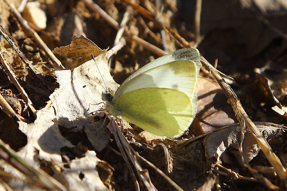 Pieris ergane - sziklai fehérlepke