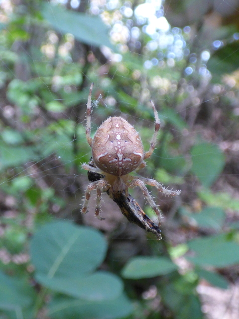 Araneus diadematus - koronás keresztespók