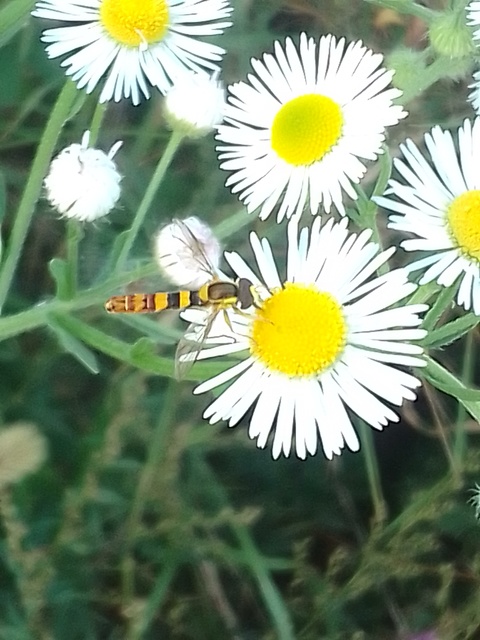 Sphaerophoria
