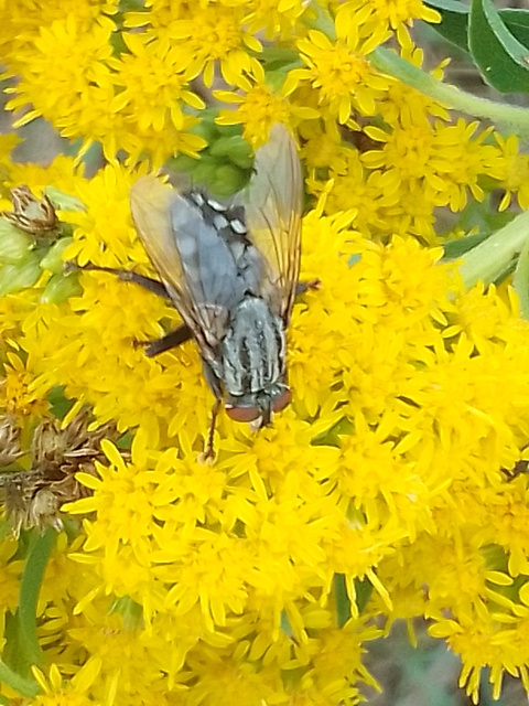 Sarcophagidae - húslégyfélék