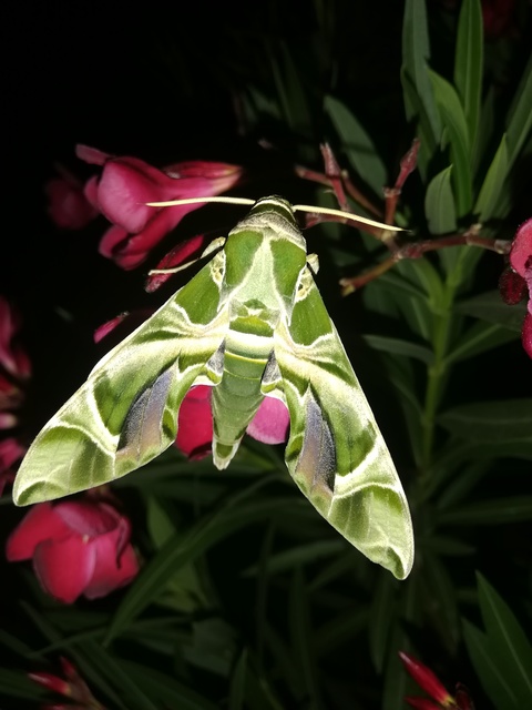 Daphnis nerii - oleanderszender