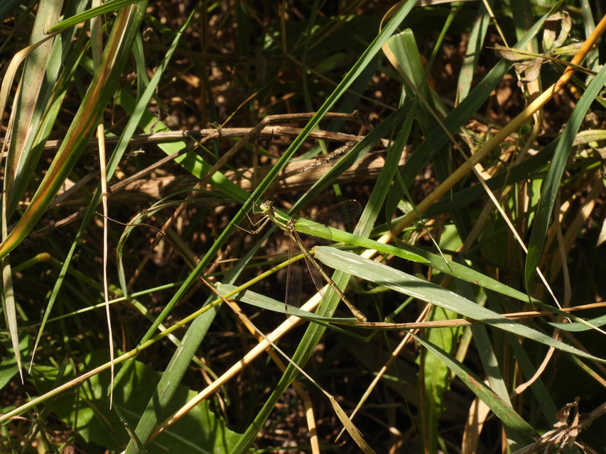 Lestes barbarus - foltosszárnyjegyű rablószitakötő