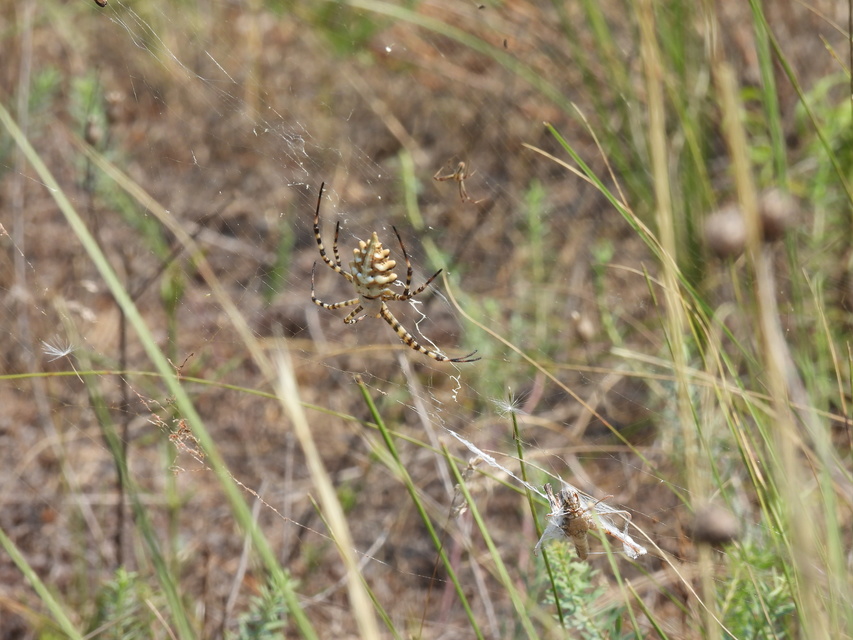 Argiope lobata - karéjos keresztespók