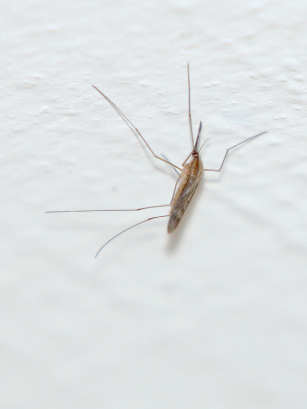 Anopheles maculipennis - foltos maláriaszúnyog