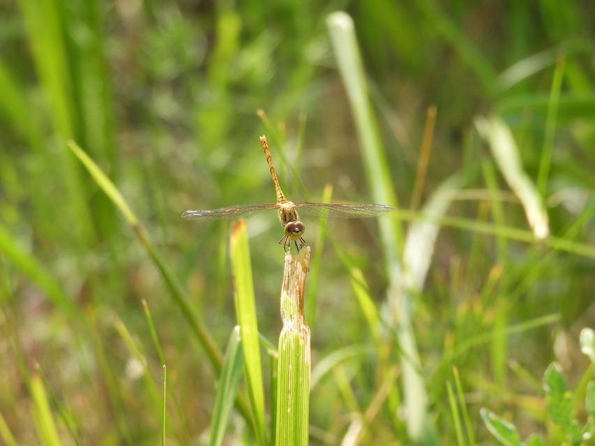 Sympetrum meridionale - fakó katona-szitakötő