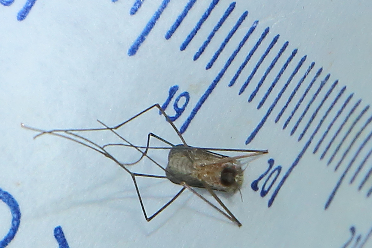 Anopheles maculipennis - foltos maláriaszúnyog