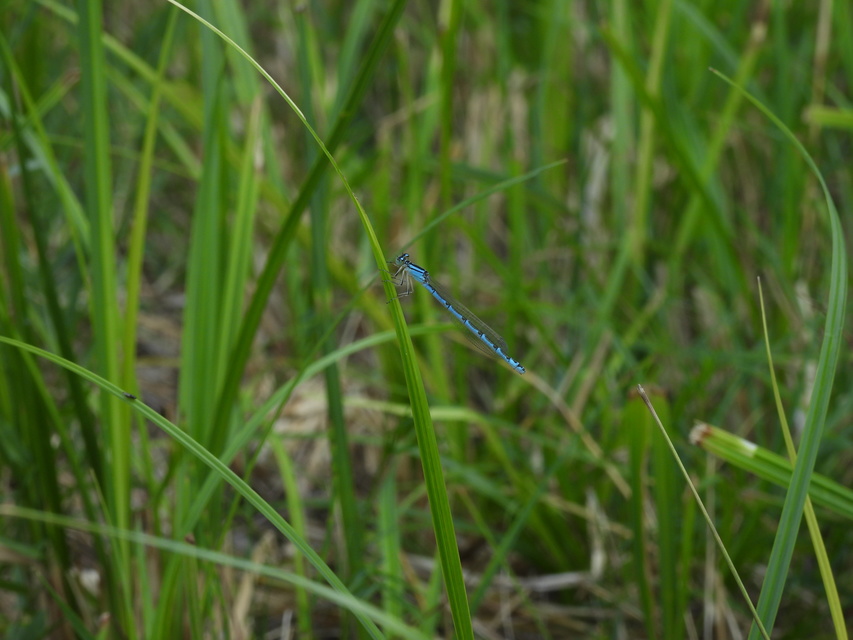Enallagma cyathigerum - kéksávos légivadász