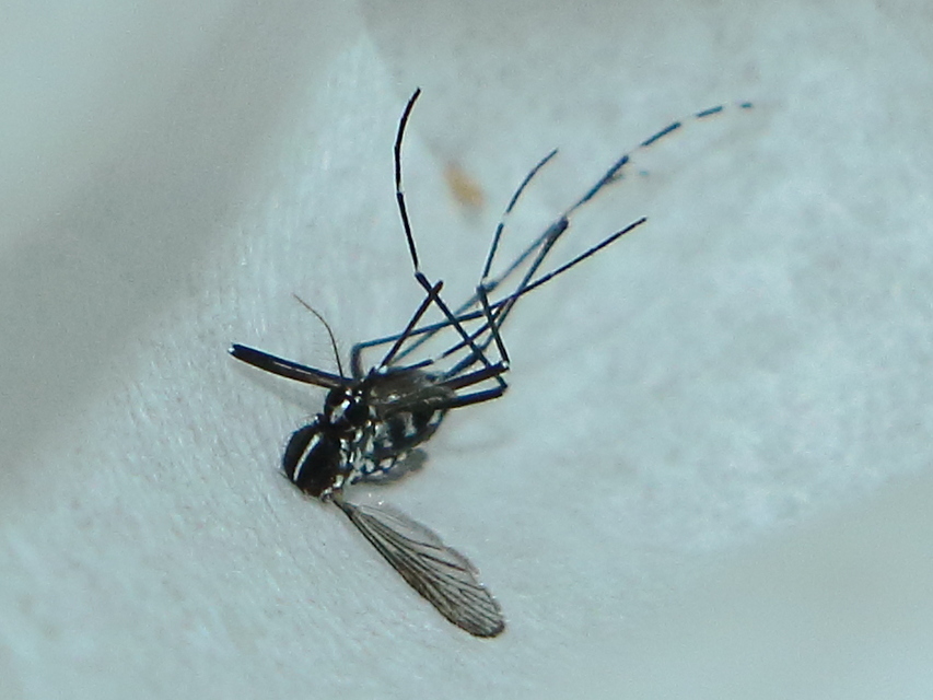 Aedes albopictus - ázsiai tigrisszúnyog