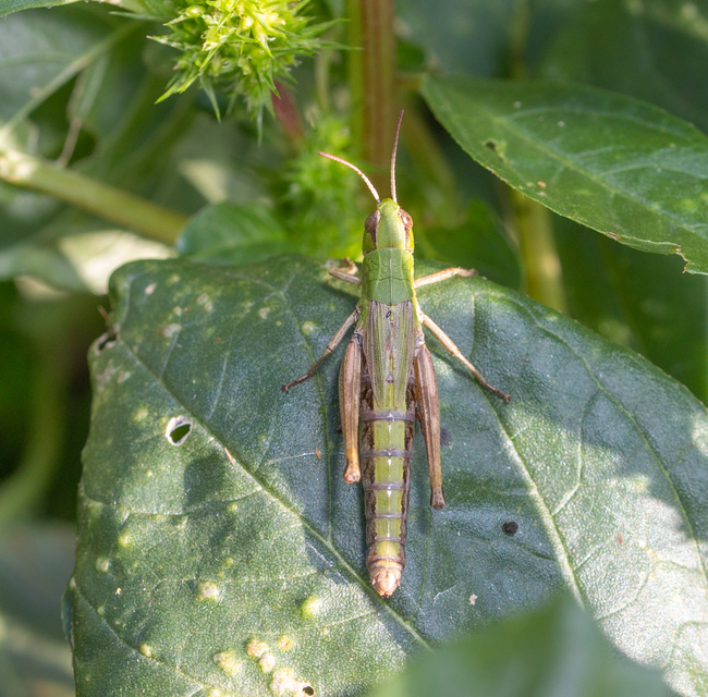 Pseudochorthippus parallelus - közönséges rétisáska