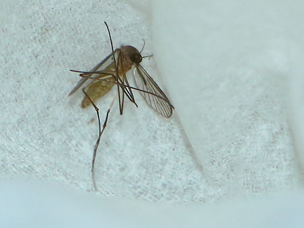 Culex pipiens - dalos szúnyog
