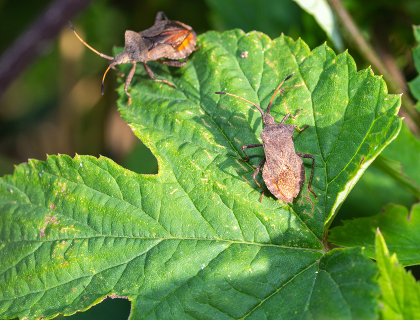 Coreus marginatus - közönséges karimáspoloska