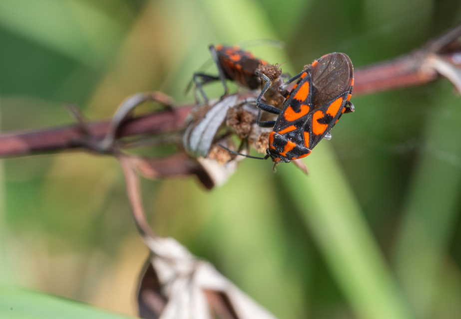 Spilostethus saxatilis - virágbodobács