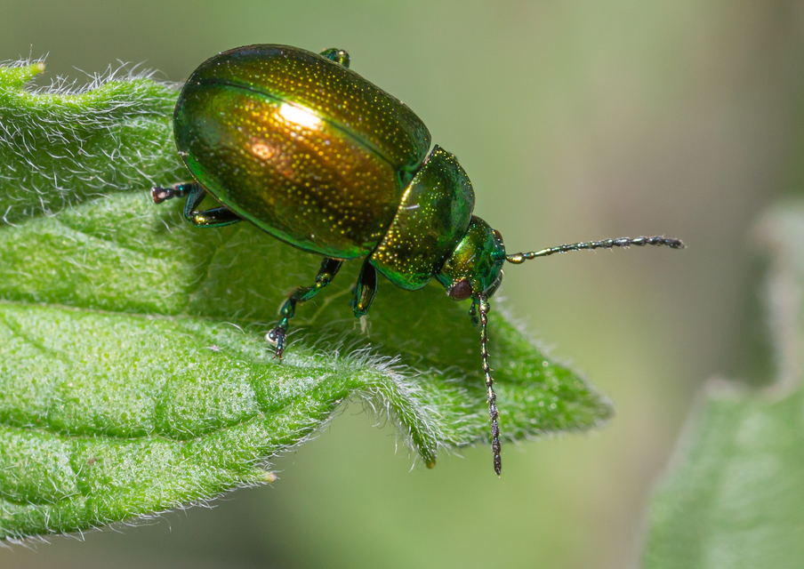 Chrysolina herbacea - zöld mentalevelész