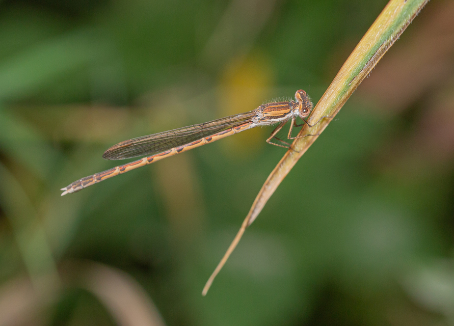 Sympecma fusca - téli rablószitakötő