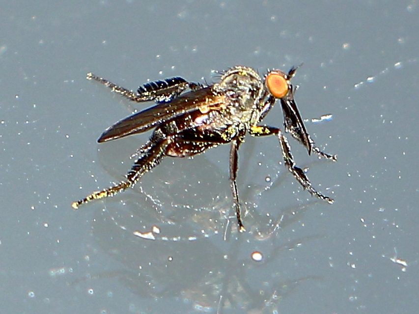 Empididae - táncoslegyek