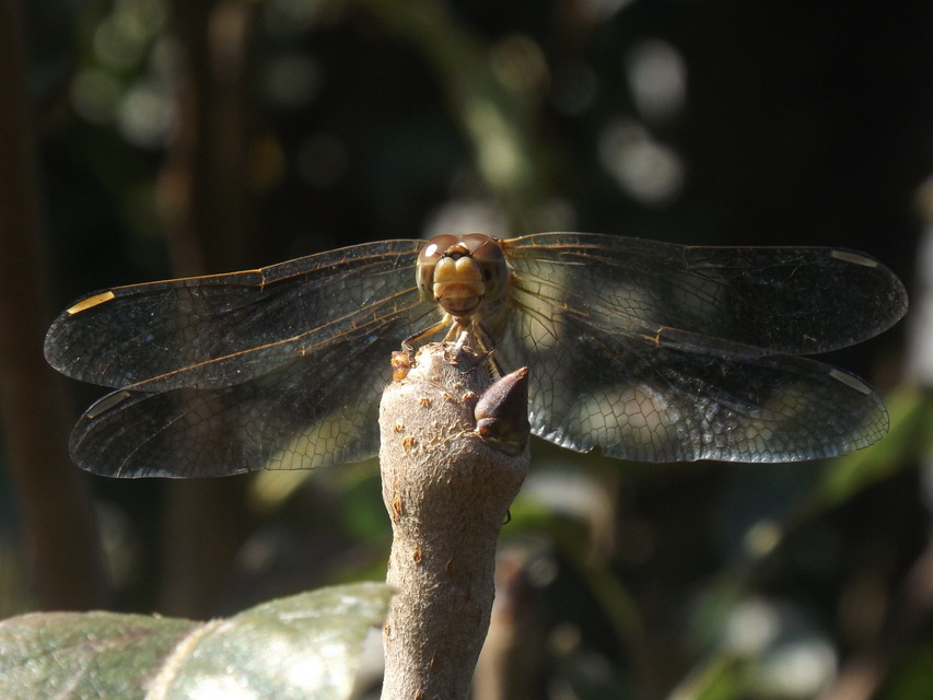 Sympetrum meridionale - fakó katona-szitakötő