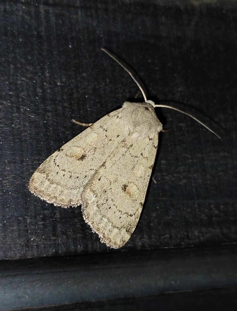 Xestia castanea michaeli - csarabos fűbagoly