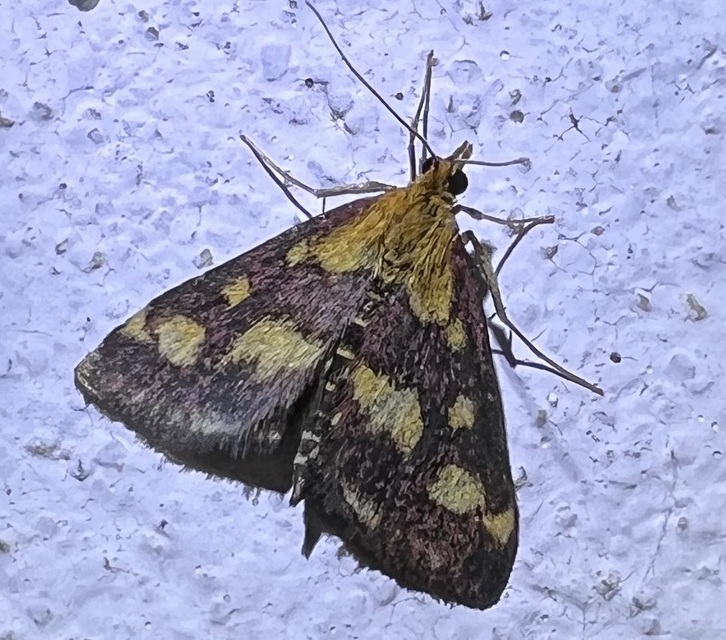 Pyrausta purpuralis - közönséges bíbormoly