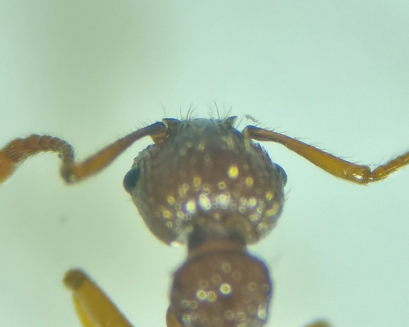 Myrmica sabuleti - gyakori bütyköshangya