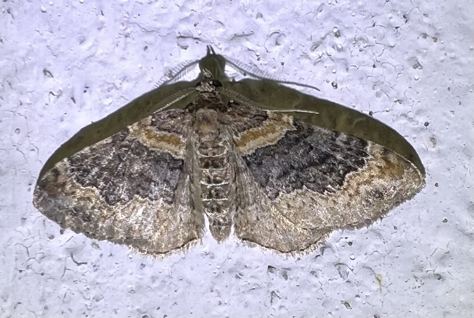 Xanthorhoe ferrugata - kerti tarkaaraszoló