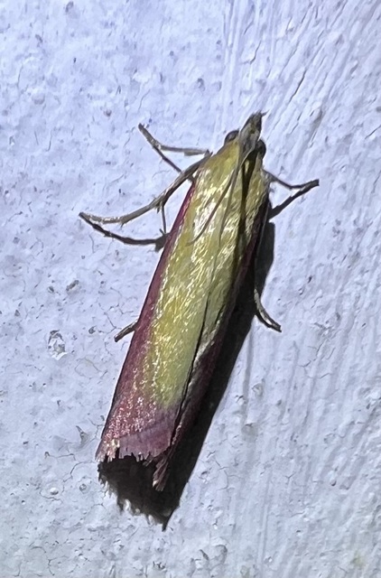 Oncocera semirubella - lucernamoly