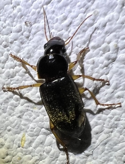 Harpalus griseus - kis selymesfutó