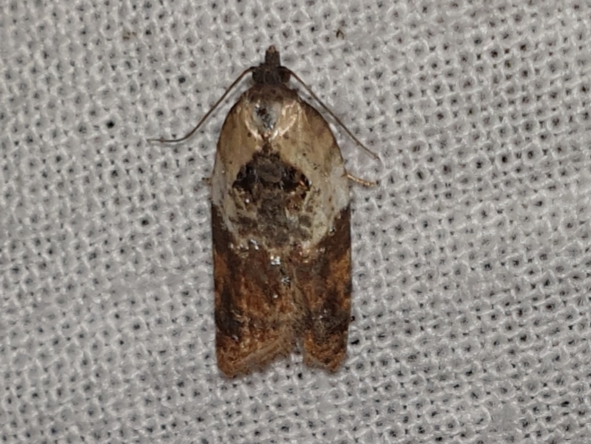 Acleris variegana - tarka levélmoly