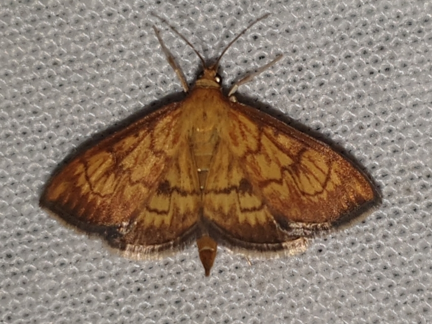Ecpyrrhorrhoe rubiginalis - rozsdavörös tűzmoly