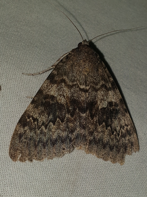 Catocala elocata - közönséges övesbagoly