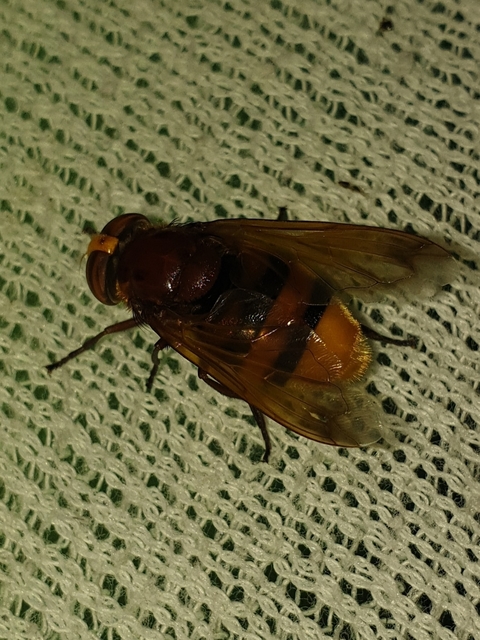 Volucella zonaria - kétöves pihelégy Volucella zonaria - kétöves pihelégy