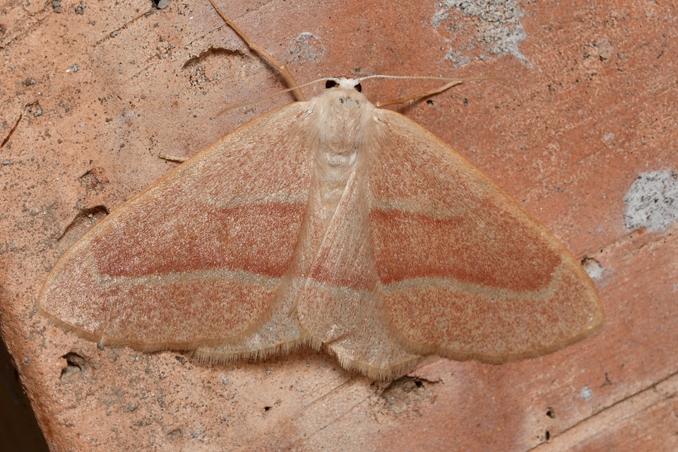Hylaea fasciaria - erdeifenyő-sávosaraszoló