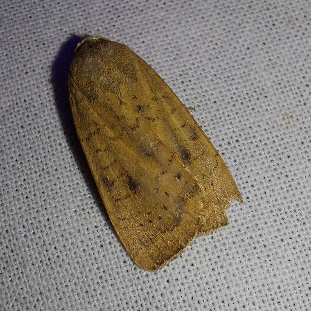 Noctua interjecta - zömök sárgafűbagoly