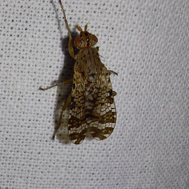 Sciomyzidae - szarvaslégyfélék