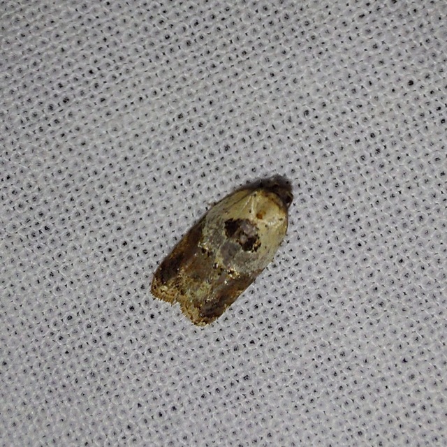 Acleris variegana - tarka levélmoly