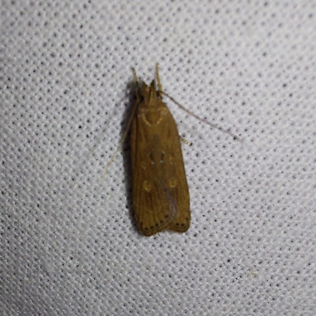Helcystogramma triannulella - szuláksodró lápimoly