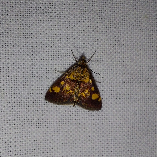 Pyrausta aurata - aranyló bíbormoly