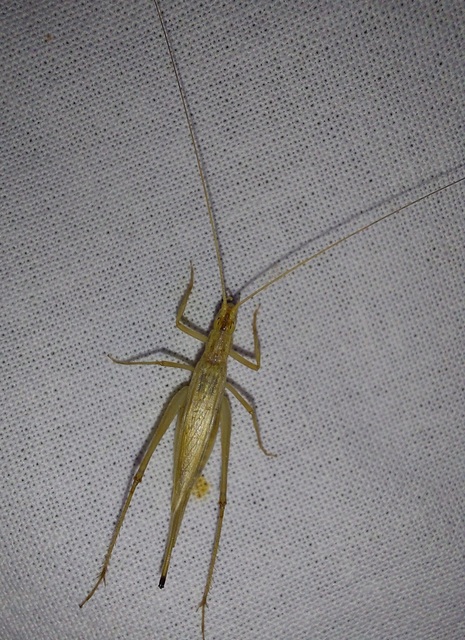 Oecanthus pellucens - pirregőtücsök