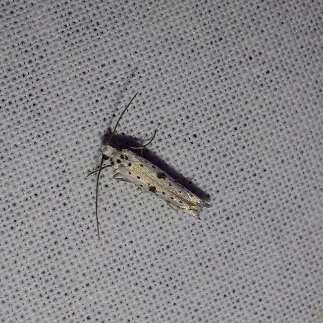 Yponomeuta plumbella - pókhálós bengemoly