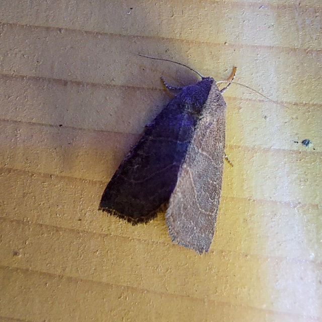 Atethmia ambusta - körtebagoly