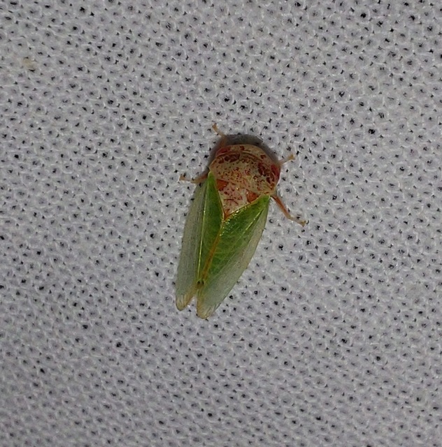 Iassus